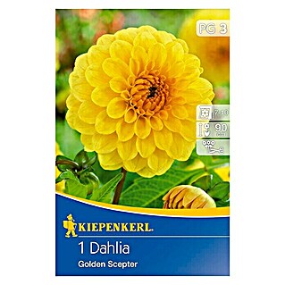 Kiepenkerl Herbstblumenzwiebeln Pompon-Dahlien (Dahlia 'Golden Scepter', Gelb, 1 Stk.)