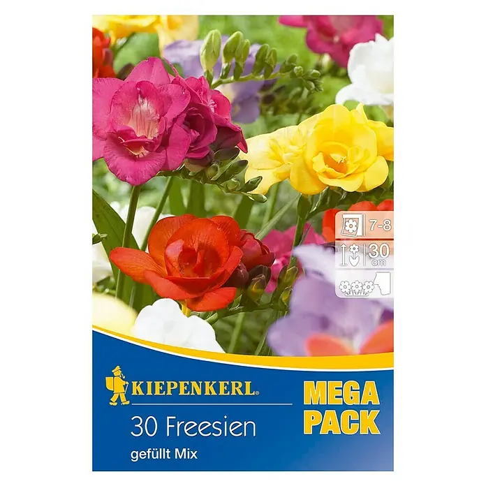 Kiepenkerl Sommerblumenzwiebeln Freesien - Freesia x hybrida, 30 Stk. - Produktbild: Kiepenkerl 30 Freesien, gefüllte Mischung mit bunten Blüten für den Garten.