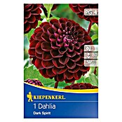 Kiepenkerl Herbstblumenzwiebeln Pompon-Dahlien (Dahlia 'Dark Spirit', Dunkelrot, 1 Stk.) | BAUHAUS