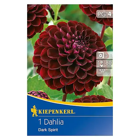 Kiepenkerl  Herbstblumenzwiebeln Pompon-Dahlien