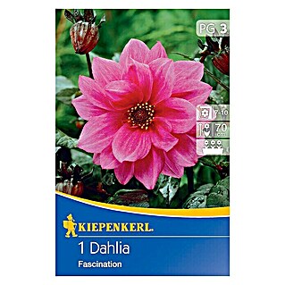 Kiepenkerl Herbstblumenzwiebeln Beet-Dahlie (Dahlia 'Fascina', 1 Stk.)