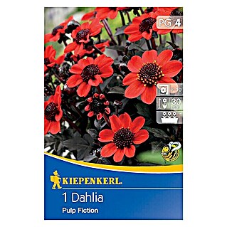 Kiepenkerl Herbstblumenzwiebeln Beet-Dahlie (Dahlia 'Pulp Fiction', Leuchtend Rot, Ungefüllt, 1 Stk.)