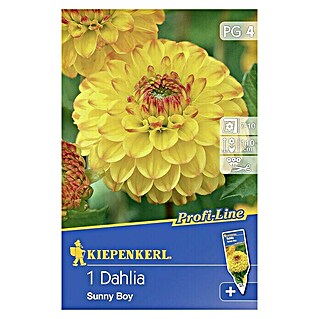 Kiepenkerl Profi-Line Herbstblumenzwiebeln (Dahlia 'Sunny Day', Gelb mit roten Spitzen, 1 Stk.)