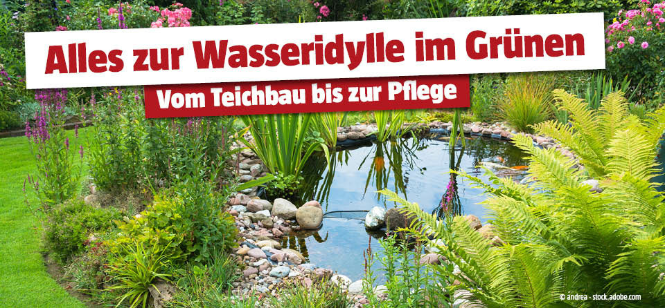 Teichbau