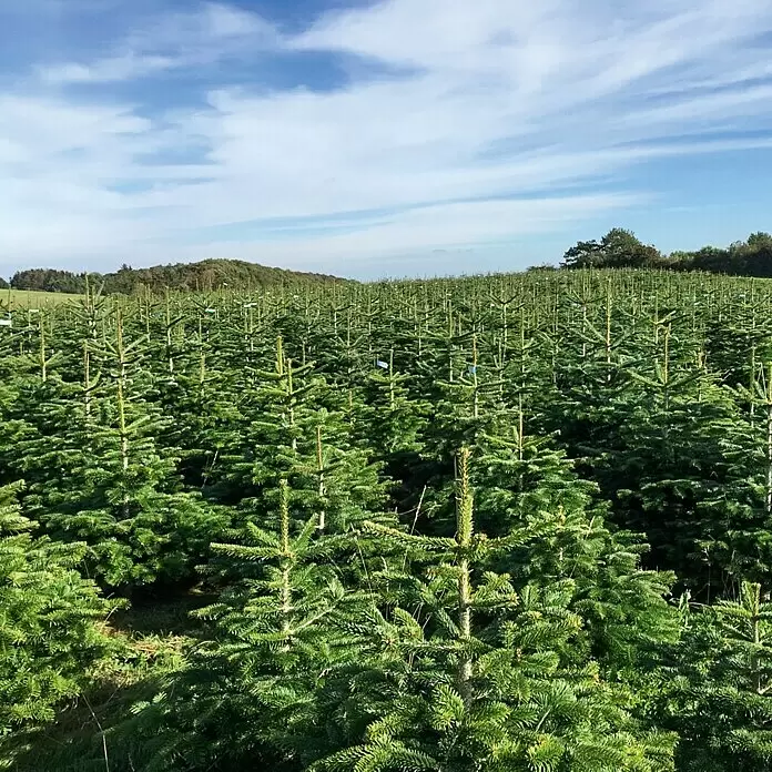 Piardino Nordmanntanne - 125 - 150 cm hoch, Abies nordmanniana
