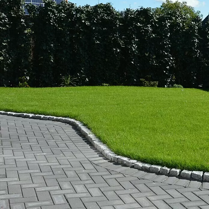 wurzelwerk dünger Gründünger 'Inkarnatklee' main image 0
