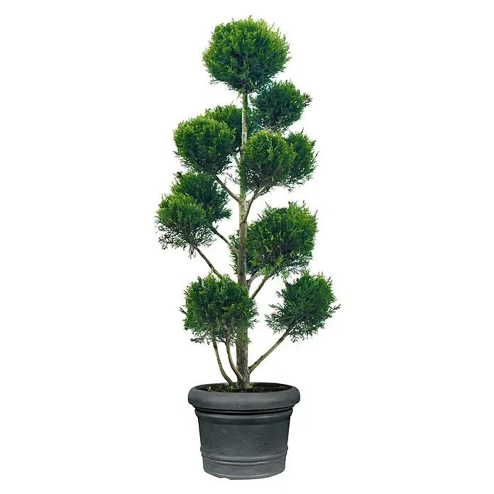 Geli Pflanzkübel rund Palermo - Außenmaß (Ø x H): 100 x 75 cm, Kunststoff, Anthrazit - Topiari-Baum in einem grauen Topf. Die gestutzten grünen Blätter bilden eine schöne Form, ideal für die Dekoration von Innen- und Außenbereichen.
