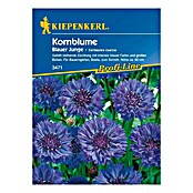 KORNBLUME           BLAUER JUNGE