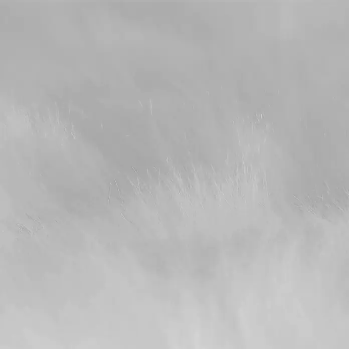 Lammfell - Weiß, Länge: 90 cm, 100 % Echtfell - Nahaufnahme einer flauschigen, hellgrauen Textur, die Weichheit und subtile Eleganz ausstrahlt.