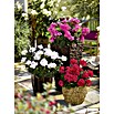 Pelargonium zonale 12 Savannah