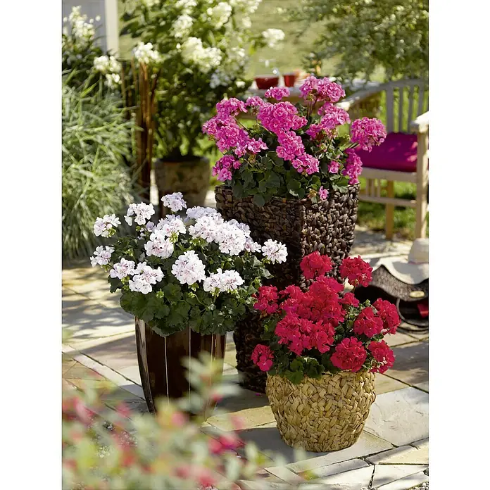 Zonal-Pelargonie - Pelargonium zonale verschiedene Farben, Topfgröße: 12 cm - Eine Nahaufnahme von drei Töpfen mit Geranien in verschiedenen Farben: Weiß, Pink und Rot, die auf einer Terrasse stehen.