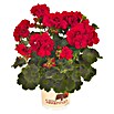 Pelargonium zonale 12 Savannah