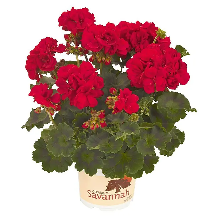Piardino Zonal-Pelargonie - Pelargonium Zonale, Topfgröße: 13 cm, Blütenfarbe: Sortenabhängig - Das leuchtend rote Geranie Savannah im Topf ist eine wunderschöne Dekoration für jeden Raum. Die Blüten sind üppig und die Blätter sattgrün.