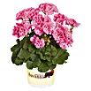 Pelargonium zonale 12 Savannah