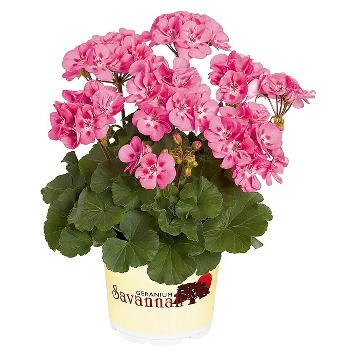 Piardino Zonal-Pelargonie - Pelargonium Zonale, Topfgröße: 13 cm, Blütenfarbe: Sortenabhängig - Nahaufnahme einer blühenden 'Savannah'-Geranie in einem Topf, die ihre leuchtend rosa Blüten und grünen Blätter zeigt.