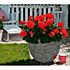 Pelargonium zonale 12 Savannah