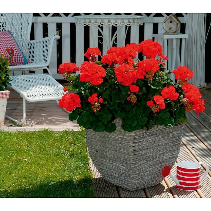 Zonal-Pelargonie - Pelargonium zonale verschiedene Farben, Topfgröße: 12 cm - Eine Nahaufnahme eines Topfes mit leuchtend roten Geranien, der auf einer hölzernen Terrasse steht. Der Topf ist aus grauem Korbgeflecht und hat einen verspielten Look.