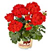 Pelargonium zonale 12 Savannah