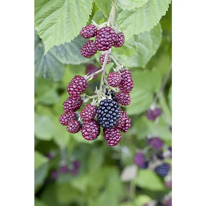 Piardino Brombeere Thornless Evergreen - Rubus fruticosus, Erntezeit: August - Nahaufnahme einer Brombeere am Strauch, mit reifen und unreifen Früchten, umgeben von grünen Blättern.