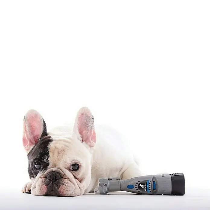 Dremel Krallenpflege-Set 7020 - 6 -tlg. - Helle, gestromte Französische Bulldogge liegt neben einem Dremel Krallenpflegeset. Das Set ermöglicht sichere und präzise Krallenpflege.