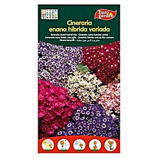 Euro Garden Semillas de flores Cinearia Enana Hibrida (Época de floración: Enero)