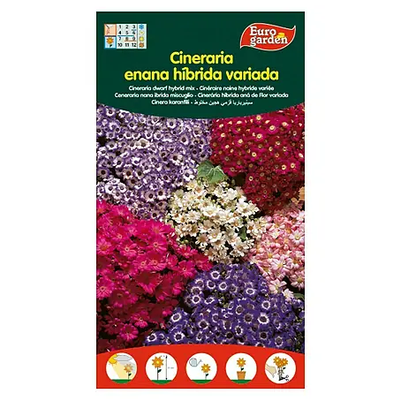 Euro Garden  Semillas de flores Cinearia Enana Hibrida