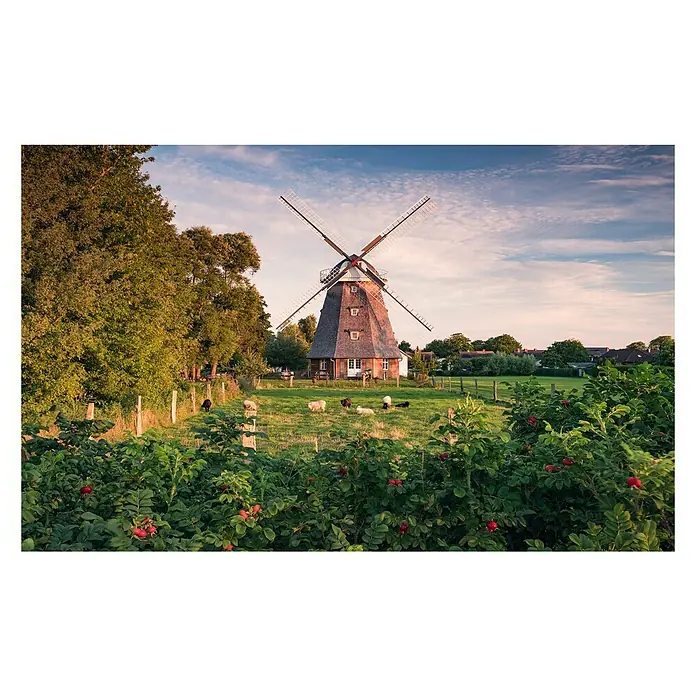 Komar Stefan Hefele Edition 2 Fototapete Tage wie diese - 9 -tlg., B x H: 450 x 280 cm, Vlies - Windmühle inmitten grüner Landschaft mit Schafen. Die malerische Mühle ist ein Blickfang vor blauem Himmel und üppiger Vegetation.