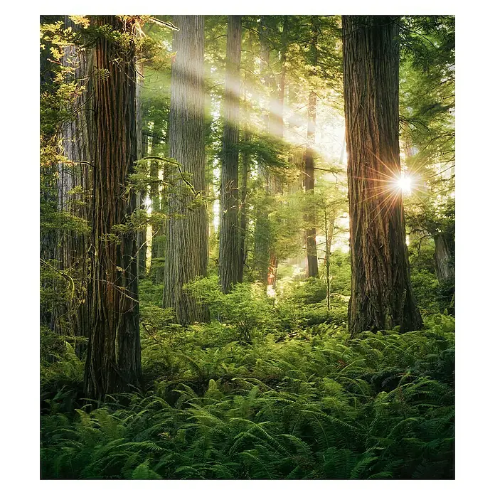 Komar Stefan Hefele Edition 2 Fototapete Goblins Woods - 5 -tlg., B x H: 250 x 280 cm, Vlies - Majestätischer Wald mit riesigen Bäumen, üppigen Farnen und strahlendem Sonnenlicht, das durch das dichte Blätterdach dringt.