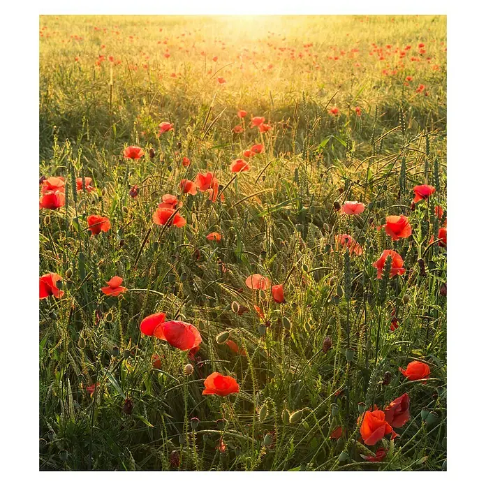 Komar Stefan Hefele Edition 2 Fototapete Poppy World - 5 -tlg., B x H: 250 x 280 cm, Vlies - Ein Feld mit leuchtend roten Mohnblumen im goldenen Licht der Morgensonne, üppig und malerisch.