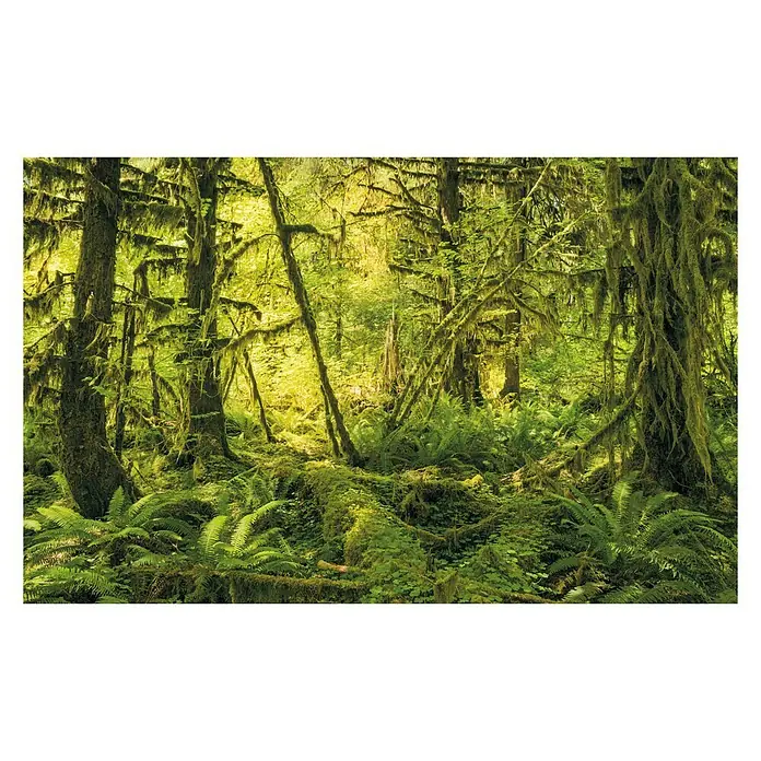 Komar Stefan Hefele Edition 1 Fototapete Ancient World - 4 -tlg., B x H: 400 x 250 cm, Vlies - Üppiger Wald mit Farnen und moosbewachsenen Bäumen. Dichte Vegetation mit leuchtenden Grüntönen, die eine verwunschene Atmosphäre erzeugen.