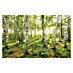 Komar Stefan Hefele Edition 1 Fototapete Birch Trees 