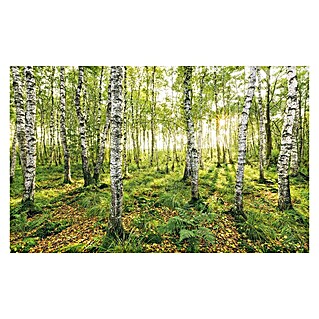 Komar Stefan Hefele Edition 1 Fototapete Birch Trees (4 -tlg., B x H: 400 x 250 cm, Vlies)
