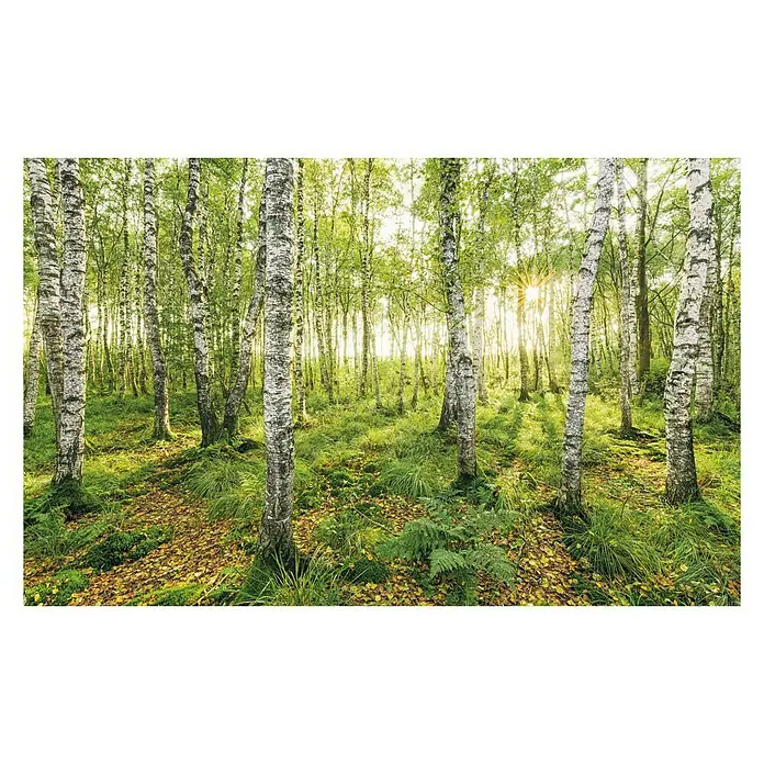Komar Stefan Hefele Edition 1 Fototapete Birch Trees - 4 -tlg., B x H: 400 x 250 cm, Vlies - Blick in einen dichten Birkenwald mit Sonnenlicht, das durch die Bäume scheint und eine natürliche Atmosphäre erzeugt.