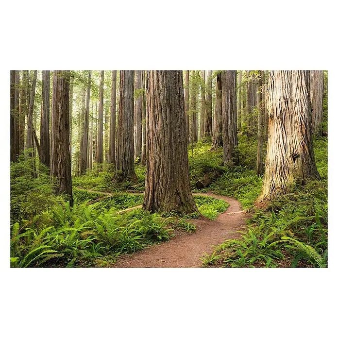 Komar Stefan Hefele Edition 2 Fototapete Redwood Trail - 9 -tlg., B x H: 450 x 280 cm, Vlies - Waldweg mit hoch aufragenden Mammutbäumen, üppigem Grün und sanftem, natürlichem Licht. Ein friedlicher Pfad durch unberührte Natur.