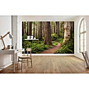 Komar Stefan Hefele Edition 2 Fototapete Redwood Trail (9-tlg., 450 x 280 cm, Vlies)