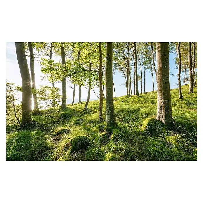 Komar Stefan Hefele Edition 2 Fototapete Zauberhaftes Buchenspektakel - 9 -tlg., B x H: 450 x 280 cm, Vlies - Sonnenbeschienener Waldweg mit grünen Bäumen und moosbedeckten Steinen, der eine friedliche und natürliche Atmosphäre schafft.