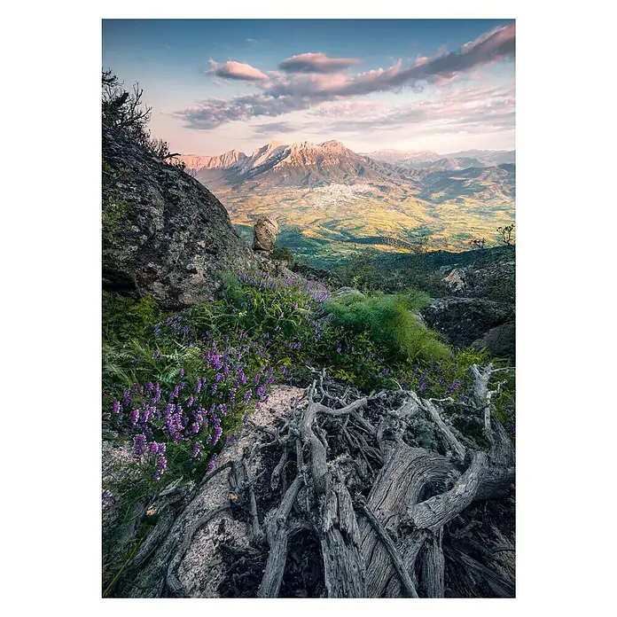Komar Stefan Hefele Edition 2 Fototapete Flowering Tales - 4 -tlg., B x H: 200 x 280 cm, Vlies - Blick auf eine atemberaubende Berglandschaft mit üppigen Wiesen und bunten Blumen, die auf einem verwitterten Baumstumpf im Vordergrund wachsen.