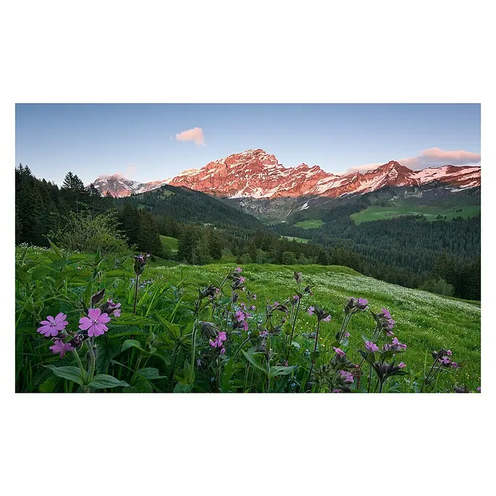 Komar Stefan Hefele Edition 2 Fototapete Pictures Que Switzerland - 9 -tlg., B x H: 450 x 280 cm, Vlies - Blühende Wiese mit Bergen im Hintergrund. Farbenprächtige Alpenlandschaft mit Wildblumen und schneebedeckten Gipfeln im sanften Abendlicht.