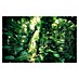 Komar Stefan Hefele Edition 2 Fototapete Green Leaves 