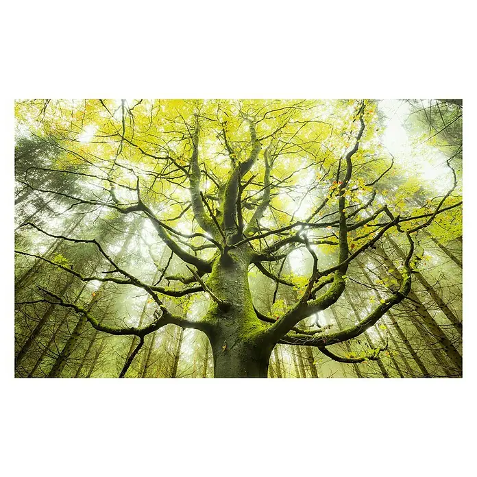 Komar Stefan Hefele Edition 2 Fototapete Der Traumbaum - 9 -tlg., B x H: 450 x 280 cm, Vlies - Blick nach oben auf einen Baumriesen im Wald, dessen Äste mit Moos bedeckt sind und gelbe Blätter tragen, umgeben von Nebel.