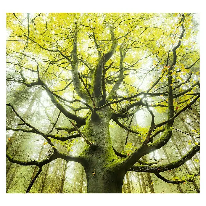 Komar Stefan Hefele Edition 2 Fototapete Der Traumbaum - 6 -tlg., B x H: 300 x 280 cm, Vlies - Ein großer Baum mit Moos bewachsenen Ästen und gelben Blättern ragt im Wald empor und bietet einen beeindruckenden Anblick.