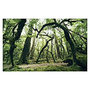 Komar Stefan Hefele Edition 2 Fototapete Ancient Green (9 -tlg., B x H: 450 x 280 cm, Vlies)