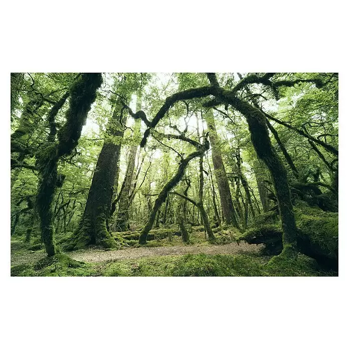 Komar Stefan Hefele Edition 2 Fototapete Ancient Green - 9 -tlg., B x H: 450 x 280 cm, Vlies - Vorderansicht