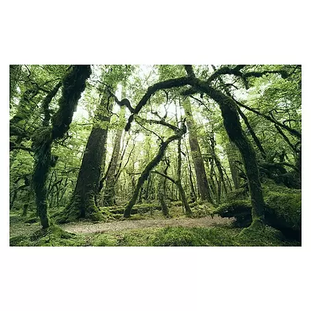 Komar Stefan Hefele Edition 2 Fototapete Ancient Green