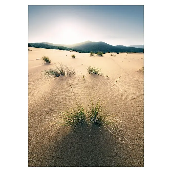 Komar Stefan Hefele Edition 2 Fototapete Vivid Dunes - 4 -tlg., B x H: 200 x 280 cm, Vlies - Blick auf sanfte Sanddünen mit vereinzelten Grasbüscheln, die im hellen Sonnenlicht liegen und eine ruhige Wüstenlandschaft zeigen.
