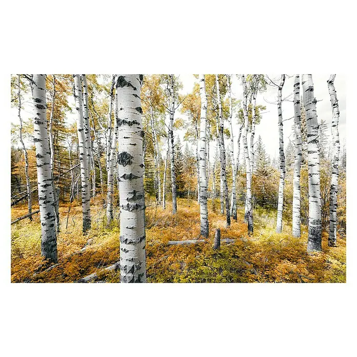 Komar Stefan Hefele Edition 2 Fototapete Colorful Aspenwoods - 9 -tlg., B x H: 450 x 280 cm, Vlies - Ein lebendiger Birkenwald mit gelbem Laub im Herbst, der eine malerische und farbenfrohe Waldszene darstellt.