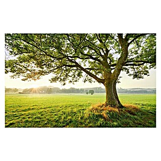 Komar Stefan Hefele Edition 2 Fototapete The Magic Tree (9 -tlg., B x H: 450 x 280 cm, Vlies)