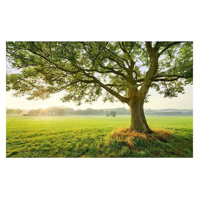 Vliestapete »The Magic Tree«, Breite 450 cm, seidenmatt