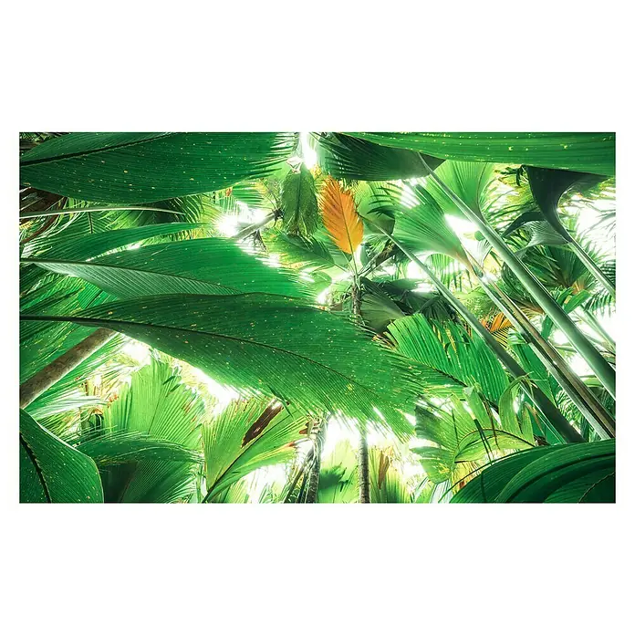 Komar Stefan Hefele Edition 2 Fototapete Dschungeldach II - 9 -tlg., B x H: 450 x 280 cm, Vlies - Üppige grüne Blätter und ein einzelnes orangefarbenes Blatt füllen das Bild und vermitteln das Gefühl, tief im Dschungel zu sein.