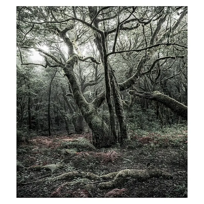 Komar Stefan Hefele Edition 2 Fototapete Das Model - 5 -tlg., B x H: 250 x 280 cm, Vlies - Nebelverhangener Wald mit moosbedeckten Bäumen und Farnen, der eine mystische und ruhige Atmosphäre erzeugt.